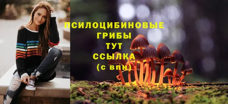 сколько стоит  Белокуриха  Галлюциногенные грибы Psilocybine cubensis 